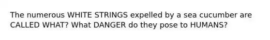 The numerous WHITE STRINGS expelled by a sea cucumber are CALLED WHAT? What DANGER do they pose to HUMANS?