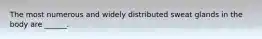 The most numerous and widely distributed sweat glands in the body are ______.