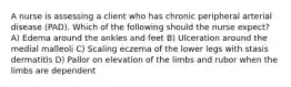 A nurse is assessing a client who has chronic peripheral arterial disease (PAD). Which of the following should the nurse expect? A) Edema around the ankles and feet B) Ulceration around the medial malleoli C) Scaling eczema of the lower legs with stasis dermatitis D) Pallor on elevation of the limbs and rubor when the limbs are dependent