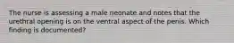 The nurse is assessing a male neonate and notes that the urethral opening is on the ventral aspect of the penis. Which finding is documented?