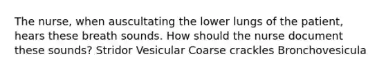 The nurse, when auscultating the lower lungs of the patient, hears these breath sounds. How should the nurse document these sounds? Stridor Vesicular Coarse crackles Bronchovesicula