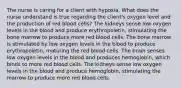 The nurse is caring for a client with hypoxia. What does the nurse understand is true regarding the client's oxygen level and the production of red blood cells? The kidneys sense low oxygen levels in the blood and produce erythropoietin, stimulating the bone marrow to produce more red blood cells. The bone marrow is stimulated by low oxygen levels in the blood to produce erythropoietin, maturing the red blood cells. The brain senses low oxygen levels in the blood and produces hemoglobin, which binds to more red blood cells. The kidneys sense low oxygen levels in the blood and produce hemoglobin, stimulating the marrow to produce more red blood cells.