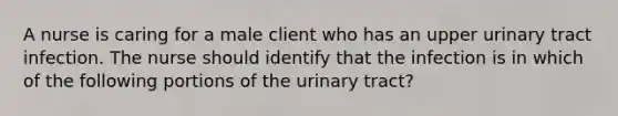 A nurse is caring for a male client who has an upper urinary tract infection. The nurse should identify that the infection is in which of the following portions of the urinary tract?