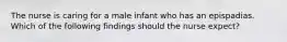 The nurse is caring for a male infant who has an epispadias. Which of the following findings should the nurse expect?