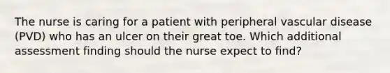 The nurse is caring for a patient with peripheral vascular disease (PVD) who has an ulcer on their great toe. Which additional assessment finding should the nurse expect to find?