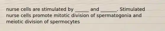 nurse cells are stimulated by ______ and _______. Stimulated nurse cells promote mitotic division of spermatogonia and meiotic division of spermocytes