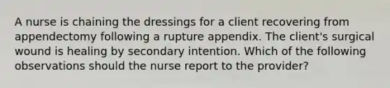 A nurse is chaining the dressings for a client recovering from appendectomy following a rupture appendix. The client's surgical wound is healing by secondary intention. Which of the following observations should the nurse report to the provider?