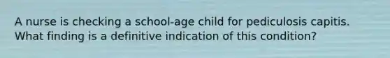 A nurse is checking a school-age child for pediculosis capitis. What finding is a definitive indication of this condition?