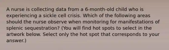 A nurse is collecting data from a 6-month-old child who is experiencing a sickle cell crisis. Which of the following areas should the nurse observe when monitoring for manifestations of splenic sequestration? (You will find hot spots to select in the artwork below. Select only the hot spot that corresponds to your answer.)