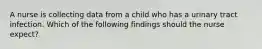 A nurse is collecting data from a child who has a urinary tract infection. Which of the following findings should the nurse expect?