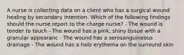 A nurse is collecting data on a client who has a surgical wound healing by secondary intention. Which of the following findings should the nurse report to the charge nurse? - The wound is tender to touch - The wound has a pink, shiny tissue with a granular appearanc - The wound has a serosanguineous drainage - The wound has a halo erythema on the surround skin