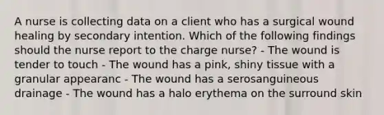 A nurse is collecting data on a client who has a surgical wound healing by secondary intention. Which of the following findings should the nurse report to the charge nurse? - The wound is tender to touch - The wound has a pink, shiny tissue with a granular appearanc - The wound has a serosanguineous drainage - The wound has a halo erythema on the surround skin