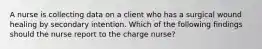 A nurse is collecting data on a client who has a surgical wound healing by secondary intention. Which of the following findings should the nurse report to the charge nurse?