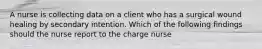 A nurse is collecting data on a client who has a surgical wound healing by secondary intention. Which of the following findings should the nurse report to the charge nurse