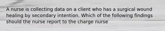 A nurse is collecting data on a client who has a surgical wound healing by secondary intention. Which of the following findings should the nurse report to the charge nurse