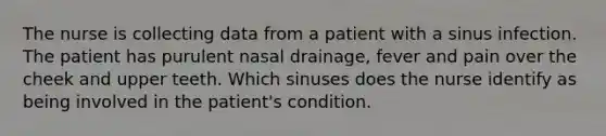 The nurse is collecting data from a patient with a sinus infection. The patient has purulent nasal drainage, fever and pain over the cheek and upper teeth. Which sinuses does the nurse identify as being involved in the patient's condition.