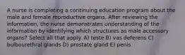 A nurse is completing a continuing education program about the male and female reproductive organs. After reviewing the information, the nurse demonstrates understanding of the information by identifying which structures as male accessory organs? Select all that apply. A) teste B) vas deferens C) bulbourethral glands D) prostate gland E) penis