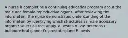 A nurse is completing a continuing education program about the male and female reproductive organs. After reviewing the information, the nurse demonstrates understanding of the information by identifying which structures as male accessory organs? Select all that apply. A. testes B. vas deferens C. bulbourethral glands D. prostate gland E. penis