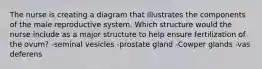 The nurse is creating a diagram that illustrates the components of the male reproductive system. Which structure would the nurse include as a major structure to help ensure fertilization of the ovum? -seminal vesicles -prostate gland -Cowper glands -vas deferens