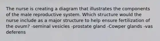 The nurse is creating a diagram that illustrates the components of <a href='https://www.questionai.com/knowledge/ko2jTOWz3J-the-male-reproductive-system' class='anchor-knowledge'>the male reproductive system</a>. Which structure would the nurse include as a major structure to help ensure fertilization of the ovum? -seminal vesicles -prostate gland -Cowper glands -vas deferens