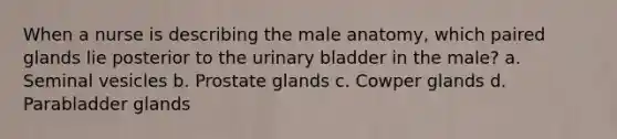 When a nurse is describing the male anatomy, which paired glands lie posterior to the urinary bladder in the male? a. Seminal vesicles b. Prostate glands c. Cowper glands d. Parabladder glands