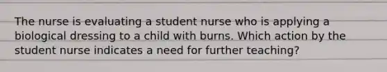 The nurse is evaluating a student nurse who is applying a biological dressing to a child with burns. Which action by the student nurse indicates a need for further teaching?