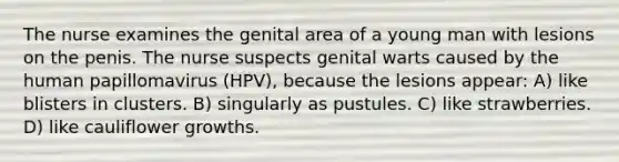 The nurse examines the genital area of a young man with lesions on the penis. The nurse suspects genital warts caused by the human papillomavirus (HPV), because the lesions appear: A) like blisters in clusters. B) singularly as pustules. C) like strawberries. D) like cauliflower growths.