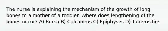 The nurse is explaining the mechanism of the growth of long bones to a mother of a toddler. Where does lengthening of the bones occur? A) Bursa B) Calcaneus C) Epiphyses D) Tuberosities