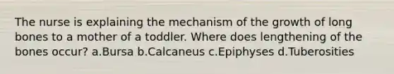 The nurse is explaining the mechanism of the growth of long bones to a mother of a toddler. Where does lengthening of the bones occur? a.Bursa b.Calcaneus c.Epiphyses d.Tuberosities