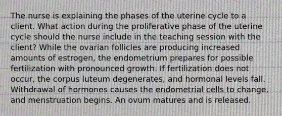 The nurse is explaining the phases of the uterine cycle to a client. What action during the proliferative phase of the uterine cycle should the nurse include in the teaching session with the client? While the ovarian follicles are producing increased amounts of estrogen, the endometrium prepares for possible fertilization with pronounced growth. If fertilization does not occur, the corpus luteum degenerates, and hormonal levels fall. Withdrawal of hormones causes the endometrial cells to change, and menstruation begins. An ovum matures and is released.