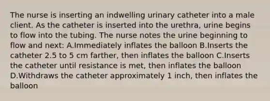 The nurse is inserting an indwelling urinary catheter into a male client. As the catheter is inserted into the urethra, urine begins to flow into the tubing. The nurse notes the urine beginning to flow and next: A.Immediately inflates the balloon B.Inserts the catheter 2.5 to 5 cm farther, then inflates the balloon C.Inserts the catheter until resistance is met, then inflates the balloon D.Withdraws the catheter approximately 1 inch, then inflates the balloon