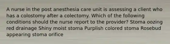 A nurse in the post anesthesia care unit is assessing a client who has a colostomy after a colectomy. Which of the following conditions should the nurse report to the provider? Stoma oozing red drainage Shiny moist stoma Purplish colored stoma Rosebud appearing stoma orifice