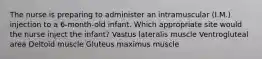 The nurse is preparing to administer an intramuscular (I.M.) injection to a 6-month-old infant. Which appropriate site would the nurse inject the infant? Vastus lateralis muscle Ventrogluteal area Deltoid muscle Gluteus maximus muscle