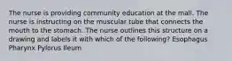 The nurse is providing community education at the mall. The nurse is instructing on the muscular tube that connects the mouth to the stomach. The nurse outlines this structure on a drawing and labels it with which of the following? Esophagus Pharynx Pylorus Ileum