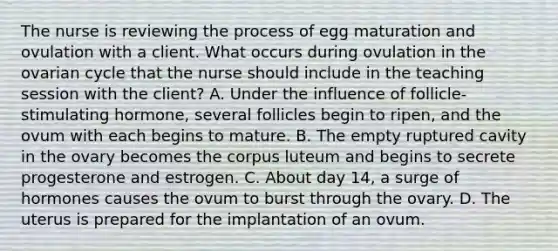 The nurse is reviewing the process of egg maturation and ovulation with a client. What occurs during ovulation in the ovarian cycle that the nurse should include in the teaching session with the client? A. Under the influence of follicle-stimulating hormone, several follicles begin to ripen, and the ovum with each begins to mature. B. The empty ruptured cavity in the ovary becomes the corpus luteum and begins to secrete progesterone and estrogen. C. About day 14, a surge of hormones causes the ovum to burst through the ovary. D. The uterus is prepared for the implantation of an ovum.