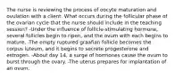 The nurse is reviewing the process of oocyte maturation and ovulation with a client. What occurs during the follicular phase of the ovarian cycle that the nurse should include in the teaching session? -Under the influence of follicle-stimulating hormone, several follicles begin to ripen, and the ovum with each begins to mature. -The empty ruptured graafian follicle becomes the corpus luteum, and it begins to secrete progesterone and estrogen. -About day 14, a surge of hormones cause the ovum to burst through the ovary. -The uterus prepares for implantation of an ovum.