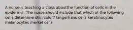 A nurse is teaching a class aboutthe function of cells in the epidermis. The nurse should include that which of the following cells determine skin color? langerhans cells keratinocytes melanocytes merkel cells