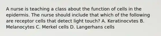 A nurse is teaching a class about the function of cells in the epidermis. The nurse should include that which of the following are receptor cells that detect light touch? A. Keratinocvtes B. Melanocytes C. Merkel cells D. Langerhans cells