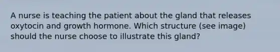 A nurse is teaching the patient about the gland that releases oxytocin and growth hormone. Which structure (see image) should the nurse choose to illustrate this gland?