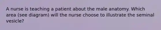 A nurse is teaching a patient about the male anatomy. Which area (see diagram) will the nurse choose to illustrate the seminal vesicle?