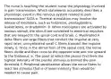 The nurse is teaching the student nurse the physiology involved in pain transmission. Which statements accurately describes a physiologic event in the nervous system related to pain transmission? SATA a. Thermal stimulation may involve the release of mediators, such as histamine, prostaglandins, leukotrienes, or bradykinin. b. When nociceptors are activated by noxious stimuli, the stimuli are converted to electrical impulses that are relayed to the spinal cord and brain. c. Myelinated A delta fibers are large fibers that conduct the impulse at very rapid rates; unmyelinated small C fibers transmit the impulse slowly. d. Once in the dorsal horn of the spinal cord, the nerve fibers divide and then cross to the opposite side and rise upward to the thalamus. e. The point at which the person first feels the highest intensity of the painful stimulus is termed the pain threshold. f. Peripheral sensitization allows the nerve fibers to react toa stimulus that is of lower intensity than would be needed to cause pain.