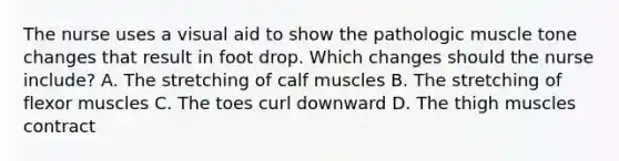 The nurse uses a visual aid to show the pathologic muscle tone changes that result in foot drop. Which changes should the nurse include? A. The stretching of calf muscles B. The stretching of flexor muscles C. The toes curl downward D. The thigh muscles contract