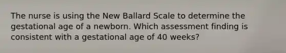 The nurse is using the New Ballard Scale to determine the gestational age of a newborn. Which assessment finding is consistent with a gestational age of 40 weeks?