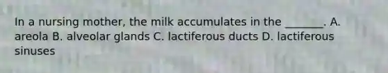 In a nursing mother, the milk accumulates in the _______. A. areola B. alveolar glands C. lactiferous ducts D. lactiferous sinuses