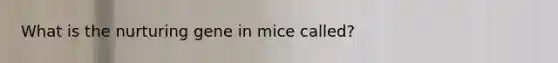 What is the nurturing gene in mice called?