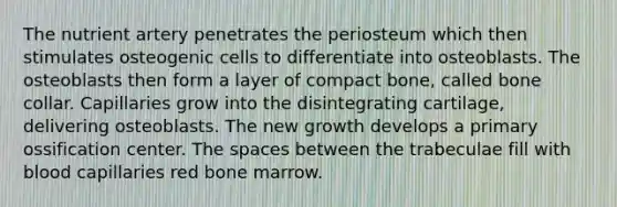 The nutrient artery penetrates the periosteum which then stimulates osteogenic cells to differentiate into osteoblasts. The osteoblasts then form a layer of compact bone, called bone collar. Capillaries grow into the disintegrating cartilage, delivering osteoblasts. The new growth develops a primary ossification center. The spaces between the trabeculae fill with blood capillaries red bone marrow.