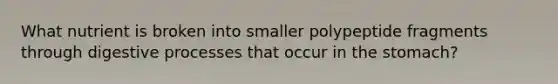 What nutrient is broken into smaller polypeptide fragments through digestive processes that occur in the stomach?​