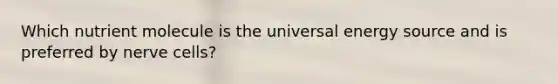 Which nutrient molecule is the universal energy source and is preferred by nerve cells?