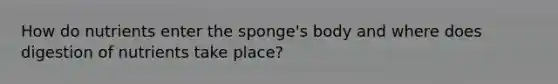 How do nutrients enter the sponge's body and where does digestion of nutrients take place?