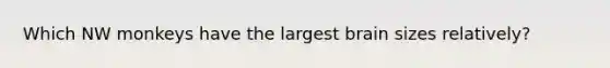 Which NW monkeys have the largest brain sizes relatively?